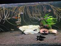 Molinezja Black Molly