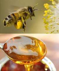 Медоносные пчелы Овидиополь