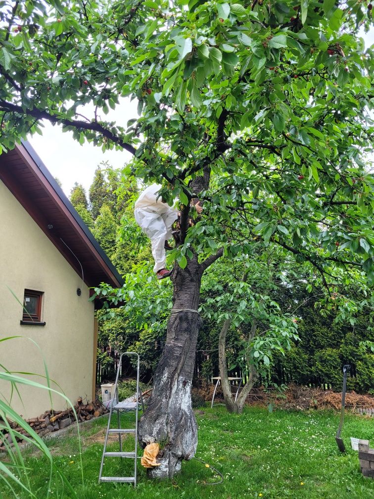 Drzewo drewno czereśnia do wędzenia