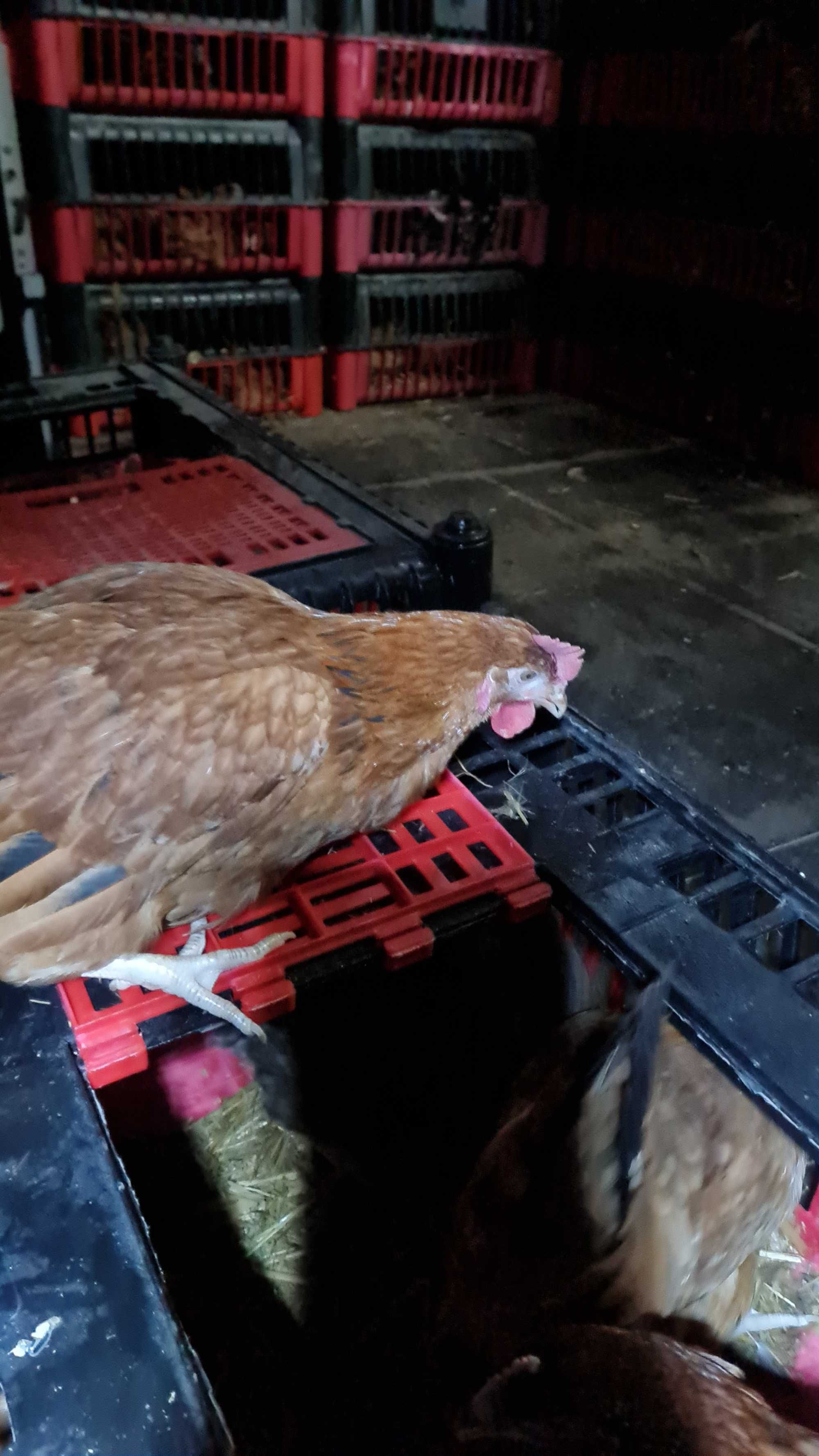 KURY MŁODE PIĘKNE nioski Ferma Drobiu. Odchów i Sprzedaż kurcząt.