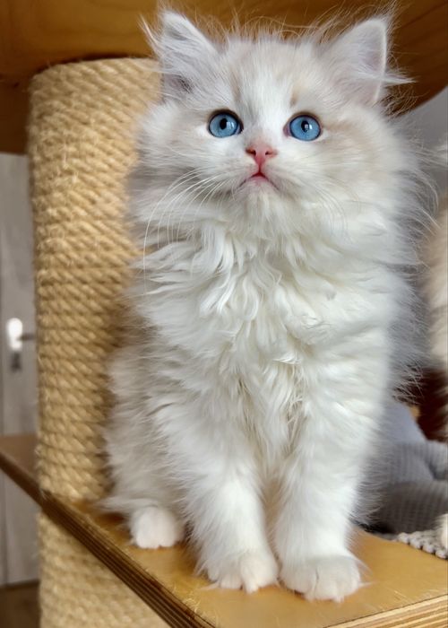 Kotki Neva Masquerade