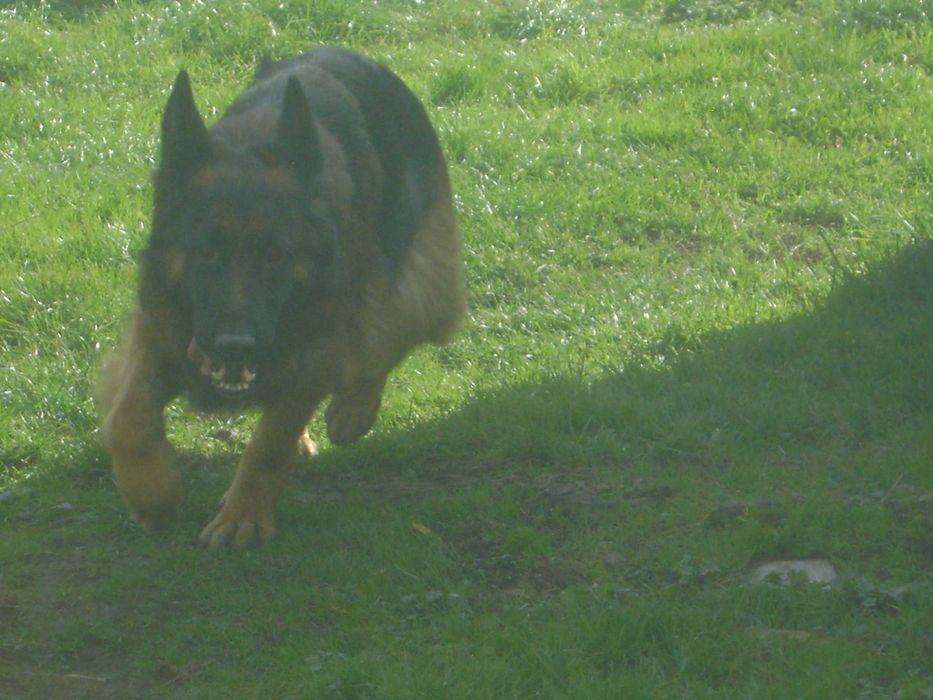 Owczarek Niemiecki Długowłosy-Suka