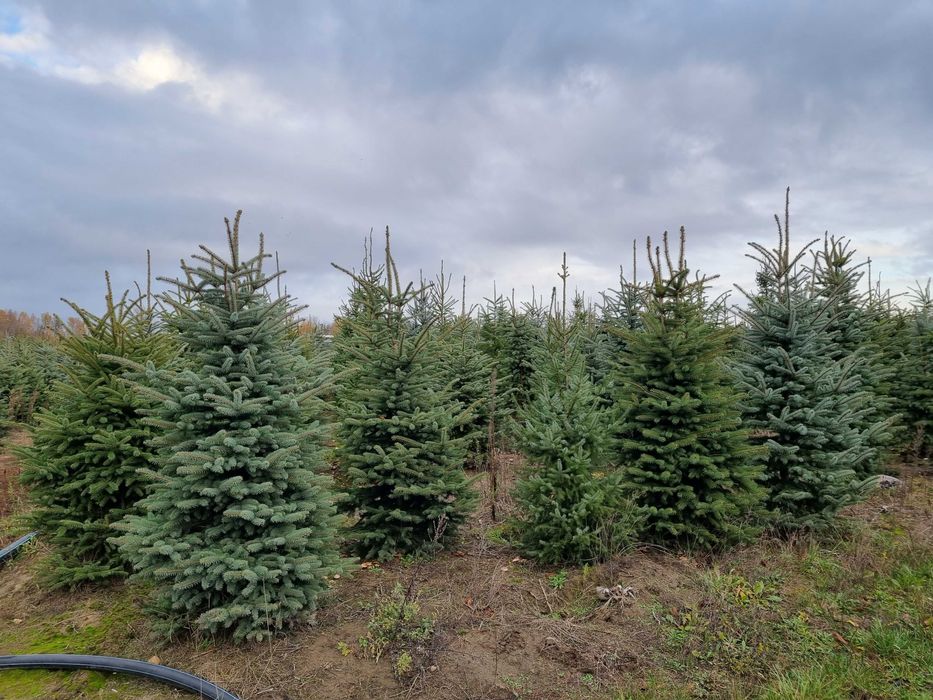 Świerk srebrny 300cm, świerk kujący, serbski