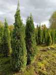 Thuja Szmaragd Tuja Szmaragd od producenta