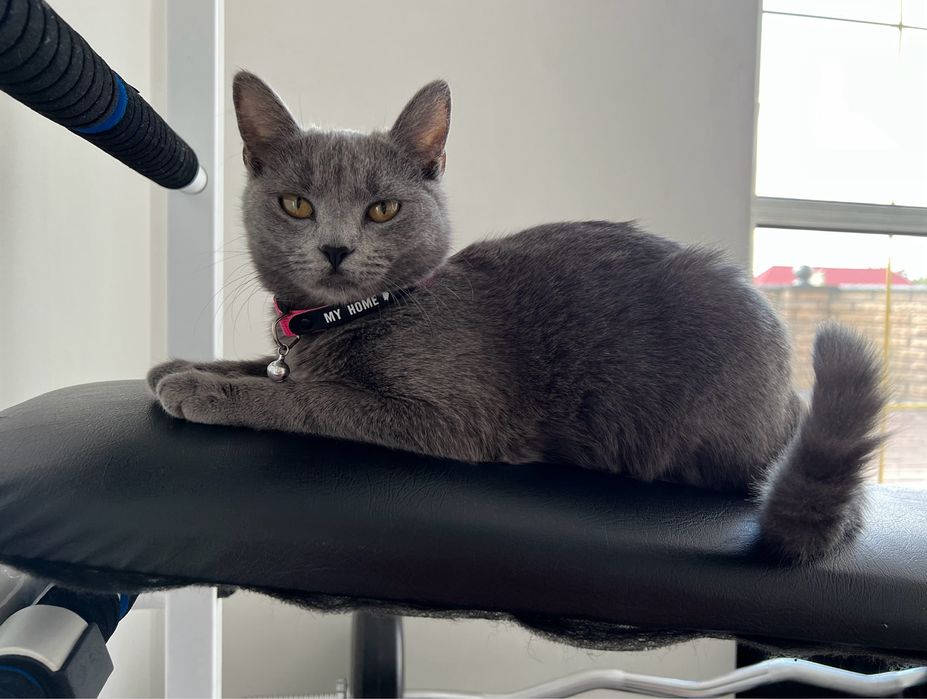 Гарненький хлопчик в добрі руки