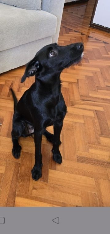 Cadela com 1 ano para adoção