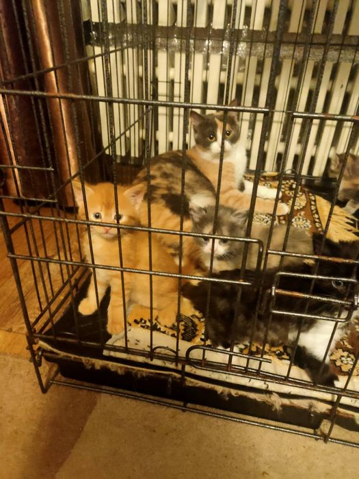 Отдам котят в заботливые руки