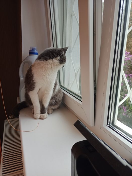 Стерильна кішечка в добрі руки