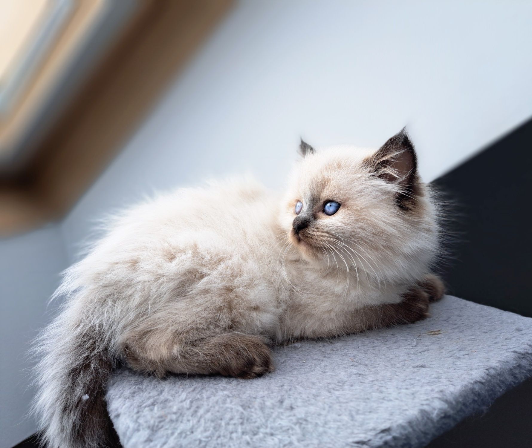 Kotka Ragdoll odbiór we wrześniu