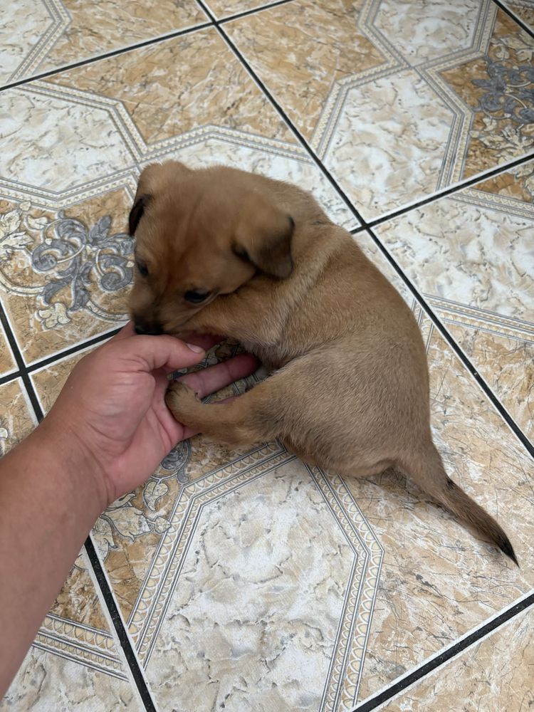 Oddam w dober ręce piesek ma 22dni mały bedzie juz sam je za darmo odd