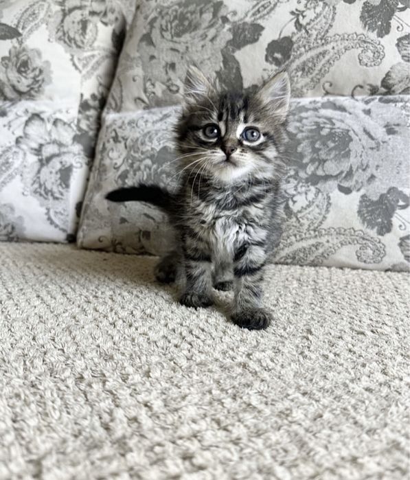 Скучно?Купите малышку