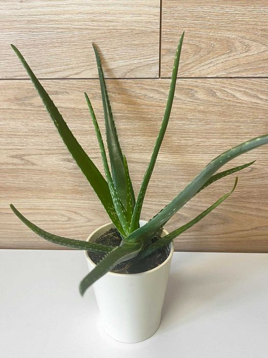 Aloes kwiat leczniczy zdrowy