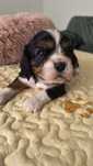 Piesek Cavalier King Charles Spaniel