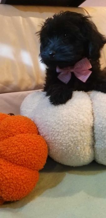 YorkiePoo dostępna czarna suczka gotowa do odbioru