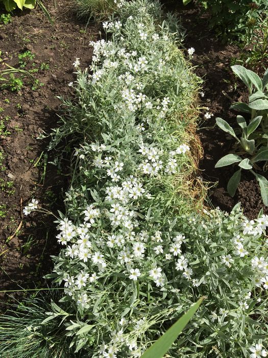 Цветы садовые