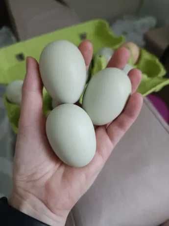Мікс яєць порід яєчно-м'ясного направлення для інкубації !