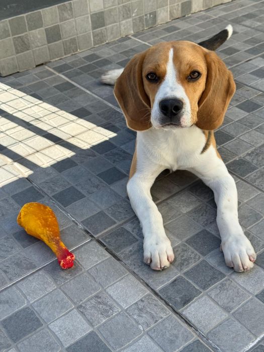 Beagle para adoção
