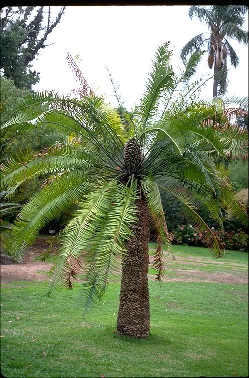 Cyca Lepidozamia peroffskyana *RARA* Cica