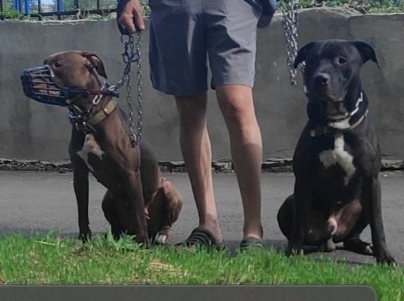 Чёрный кобель питбультерьера, ККУ, WKU