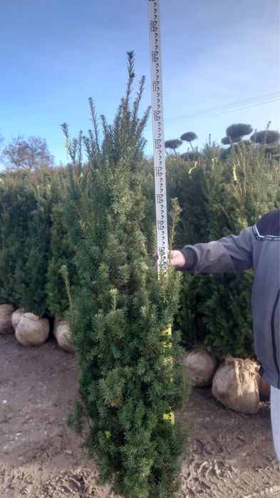 Cis hiksi 110-125m donica. David hilli szmaragd laurowiśnia Bonsai
