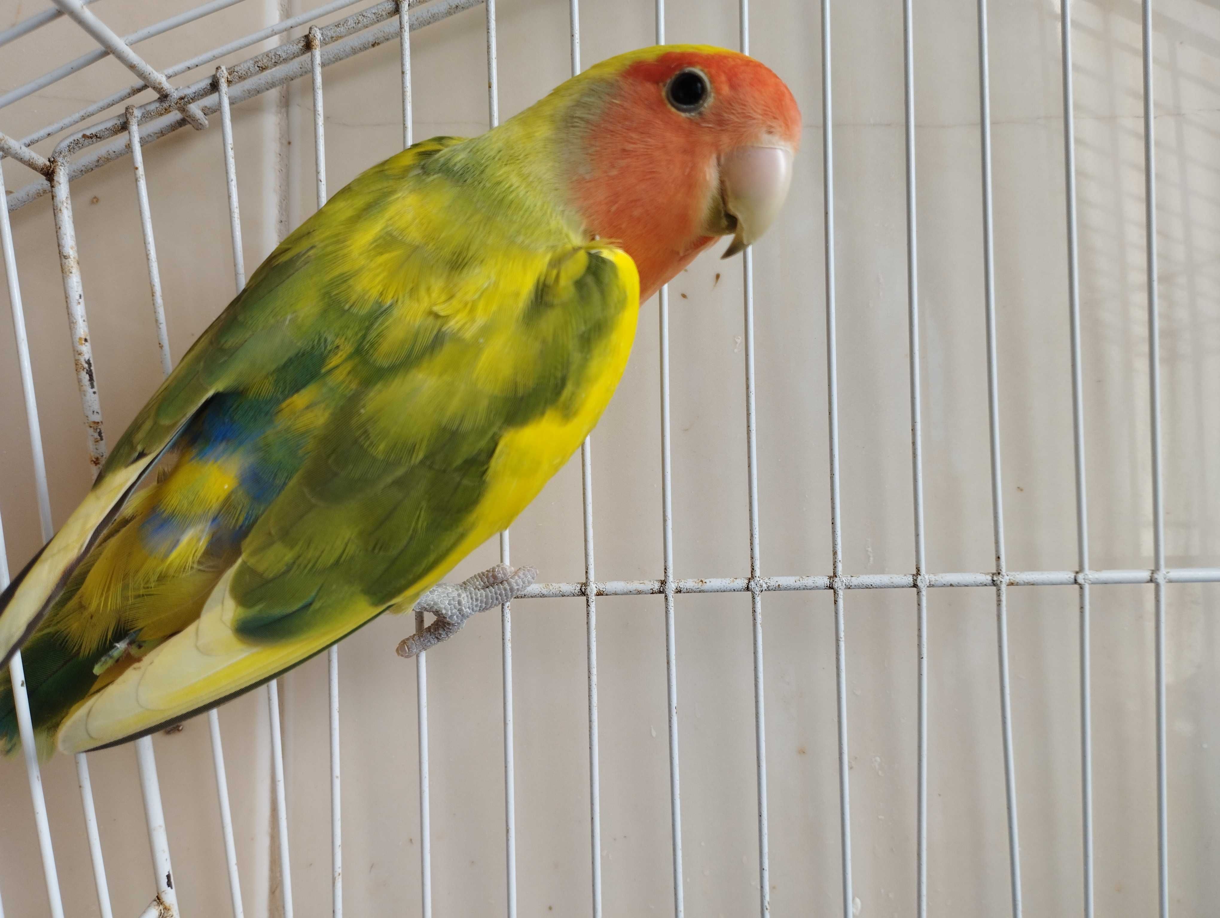 Agapornis roseicollis 2025