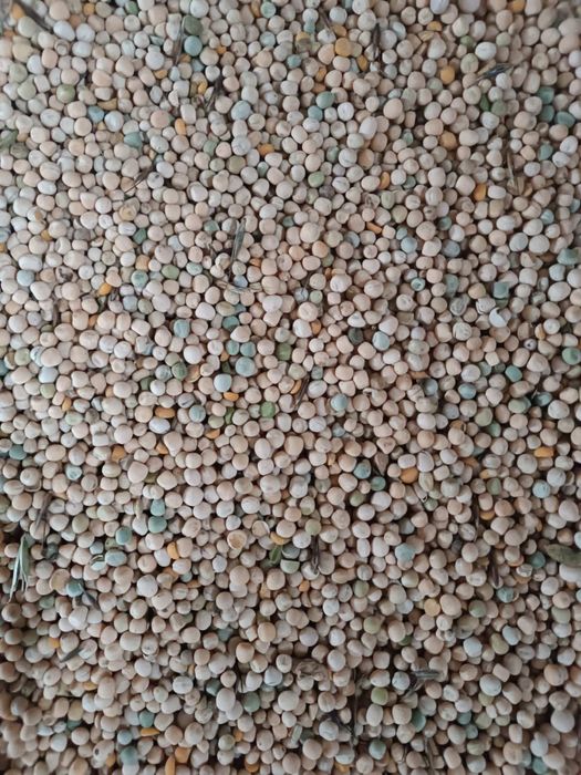 Горох озимий. Сорт Мороз.