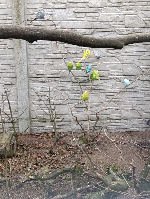 Sprzedam papugi faliste