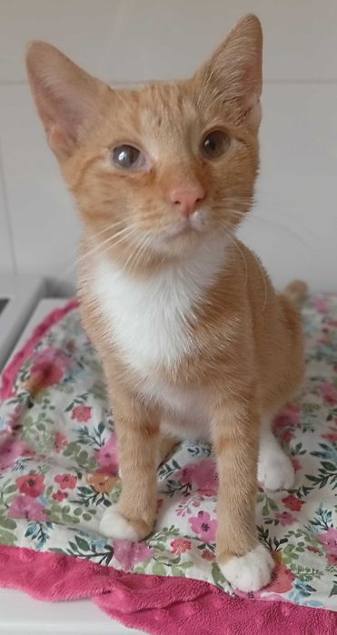 Kotki przytulaski do adopcji