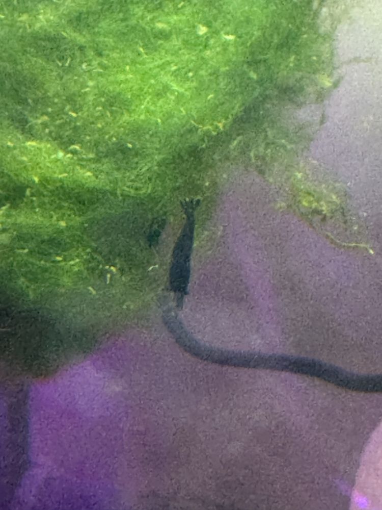 Krewetki Neocardina BLACK ROSE