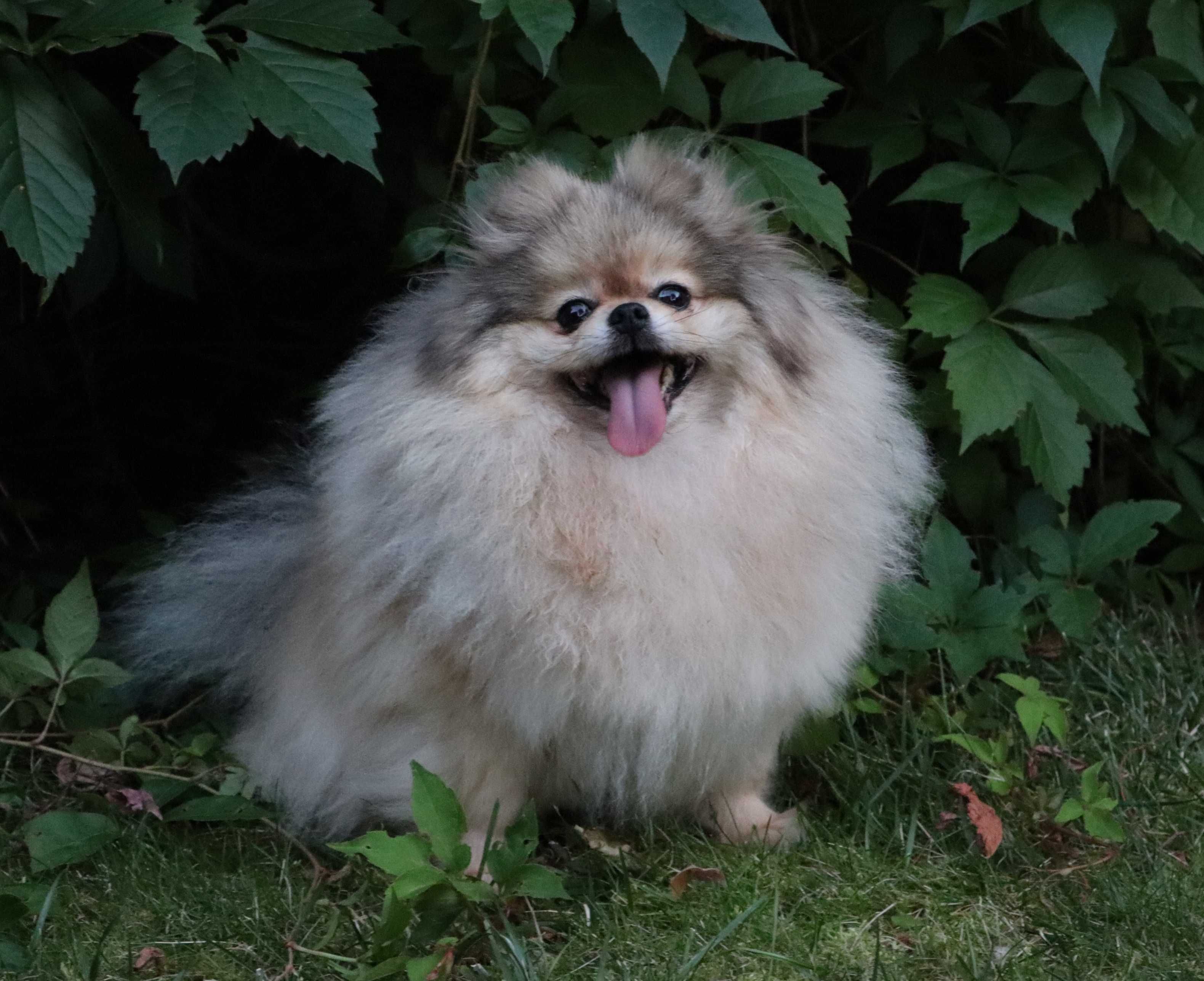 Sunia pomeranian 6 lat