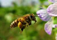 Zapylanie roślin, upraw przez pszczoły, facelia, gryka, zapisy na 2024