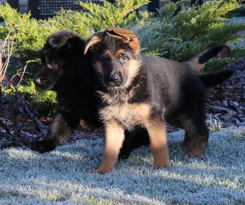 Owczarek niemiecki krótkowłosy SZCZENIAK - ojciec Mistrz Świata Junior