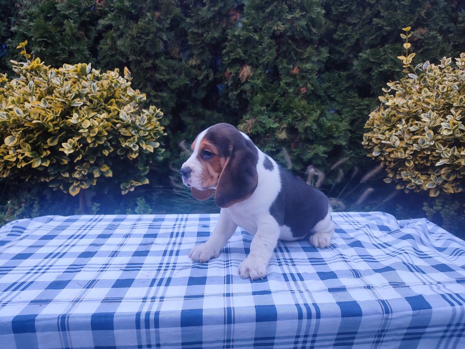 Beagle szczeniak piesek