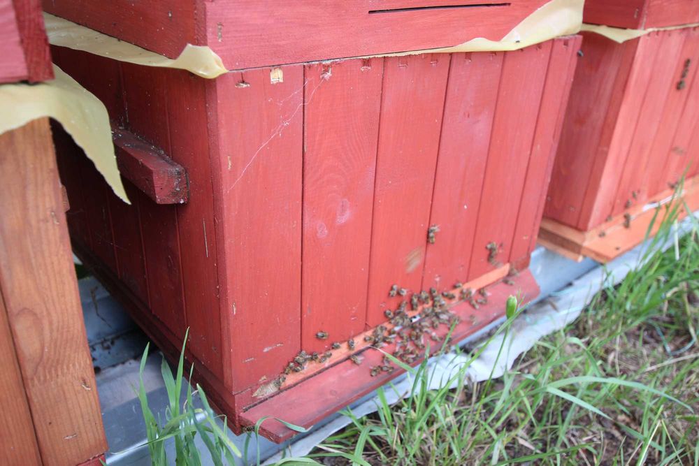 ule wielkopolski miód pasieka rodziny odkłady pszczoły ul PRZEZIMOWANE