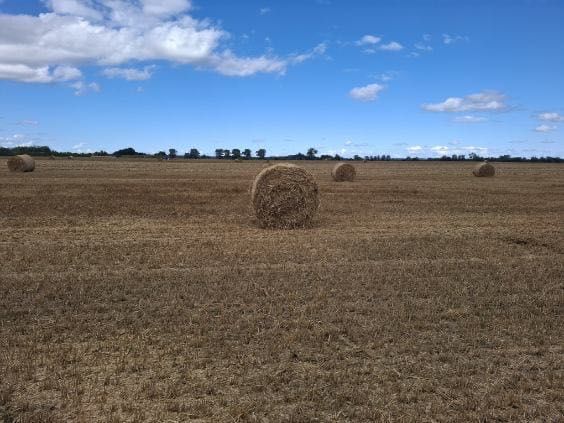 Słoma pszenna ,żytnia pszenżytnia i siano