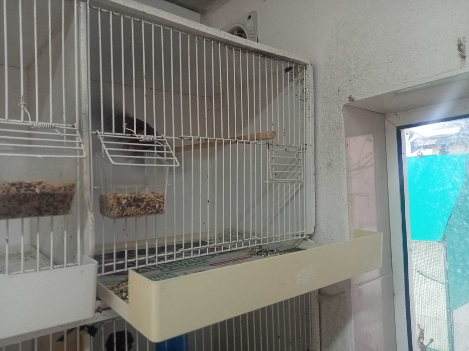 Viveiros para canários