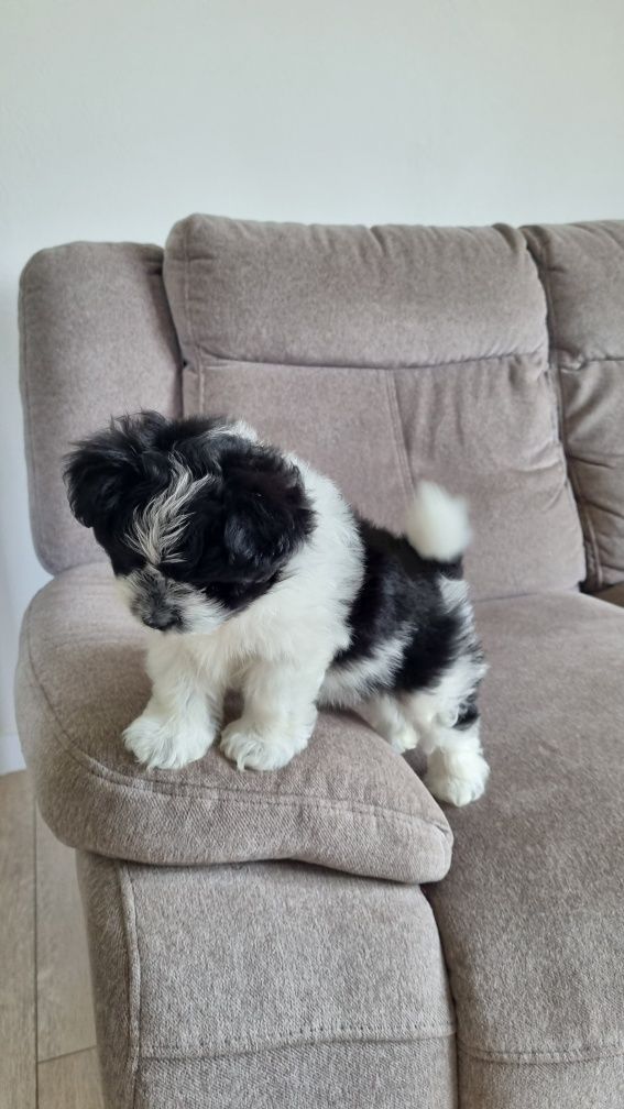 Maltipom miniaturowy