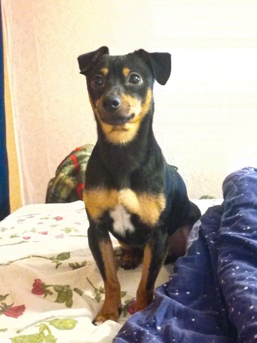 В'язка/Случка тер'єр Зевс