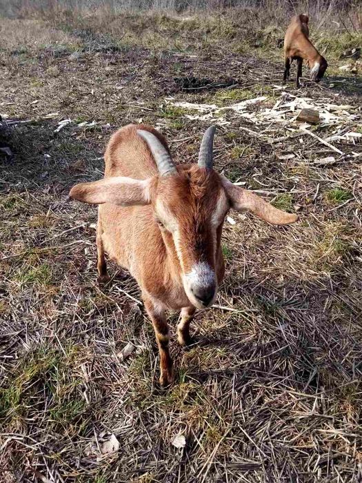 Продам нубійскі кози