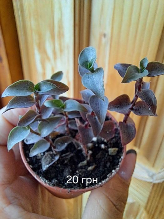 Продам різні сукуленти