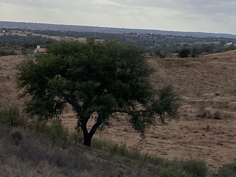 Monte alentejano com projeto para turismo pré aprovado