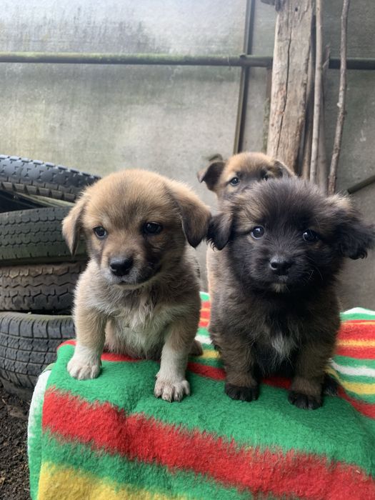 Віддам безкоштовно цуциків