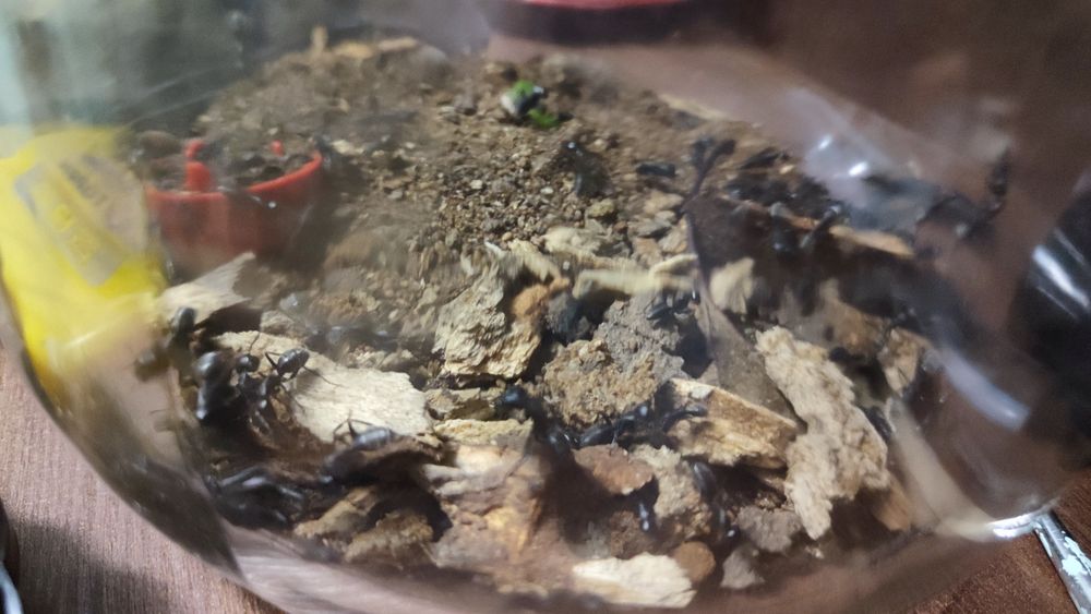 Колонія мурах-деревоточців