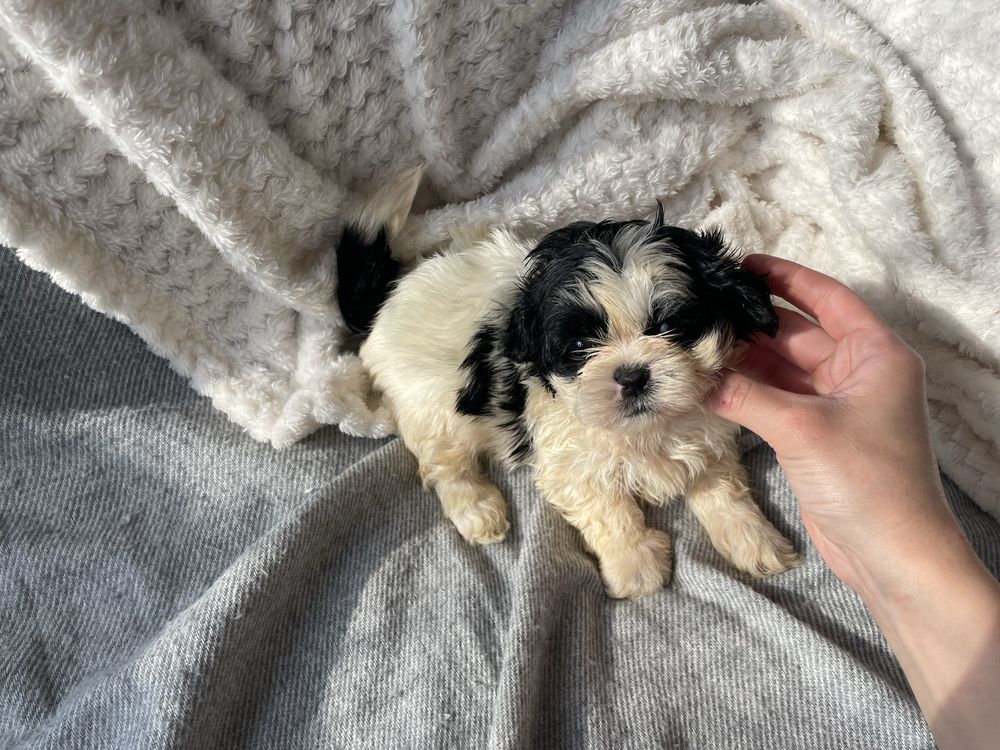 Shihtzu macho pequeno