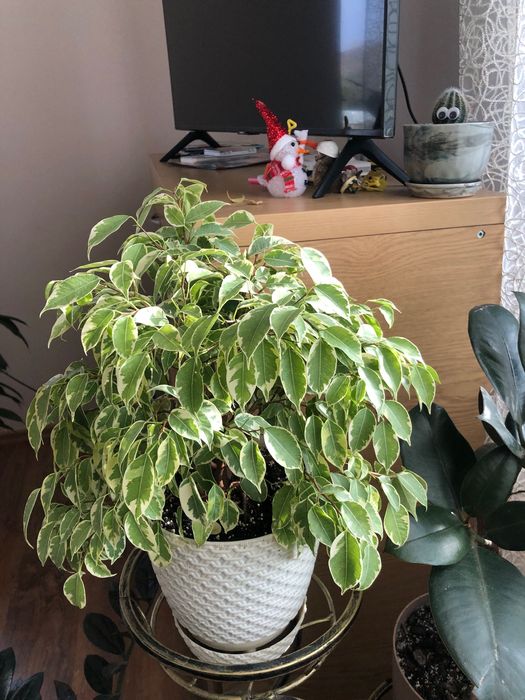 Фікус Кінке красивий фікус