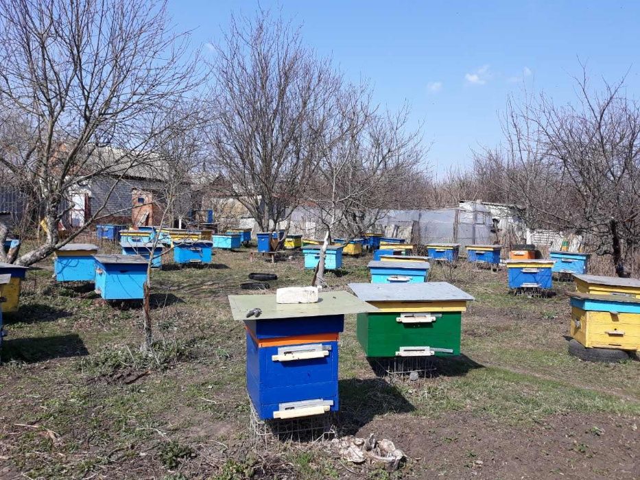 Продам пчело семьи, отводки.