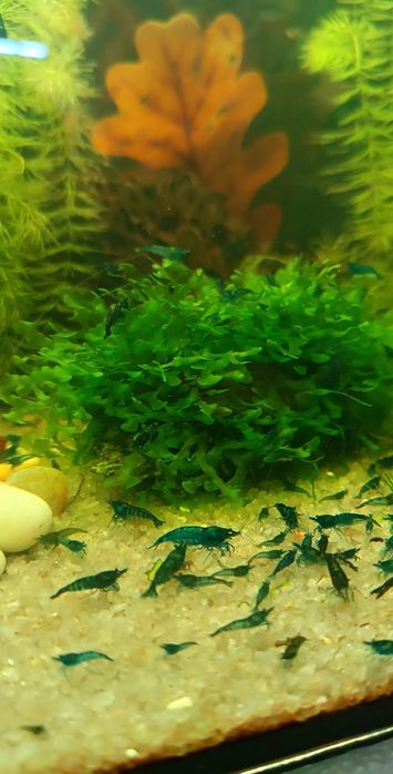 Blue dream  креветки