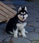 Piesek Syberian Husky