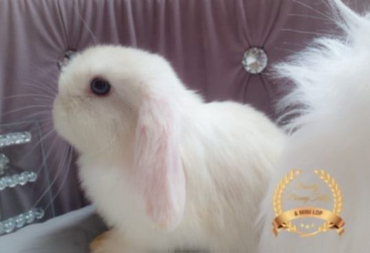 Królik Mini Lop do hodowli geny Niemieckie, Francuskie plus klatki