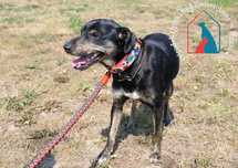 Lilo - mały, fajny piesek szuka domu! Adoptuj!